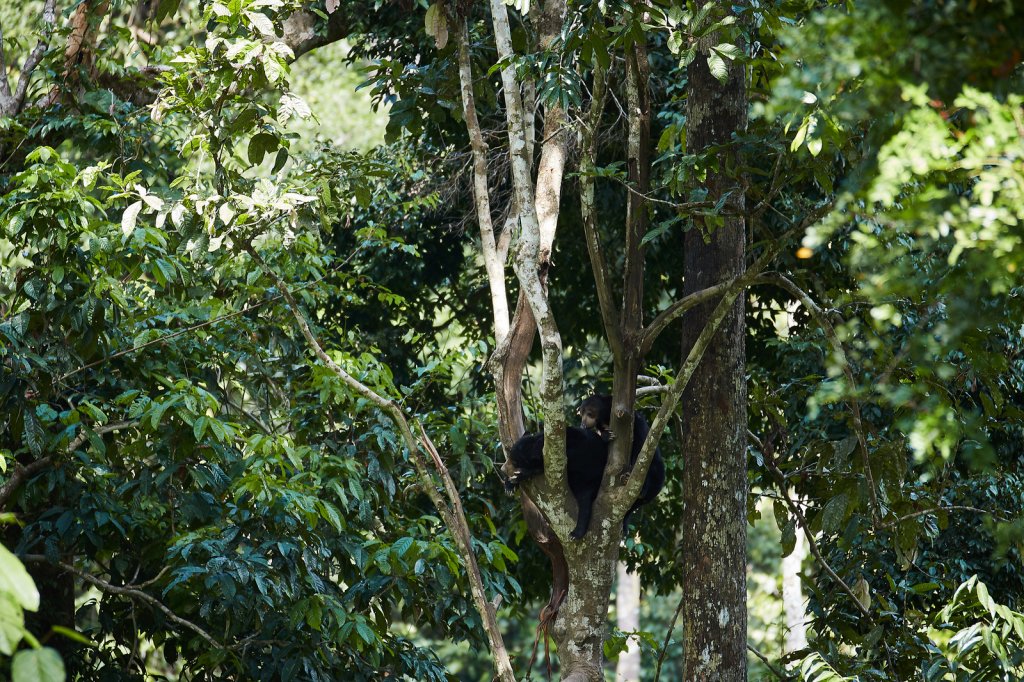 Malaienbären (Sun Bear), Sepilok